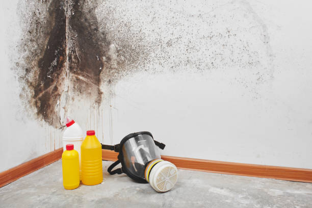 Best Certified Mold Removal  in Monticello, IL