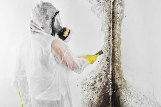 Best Professional Mold Removal  in Monticello, IL