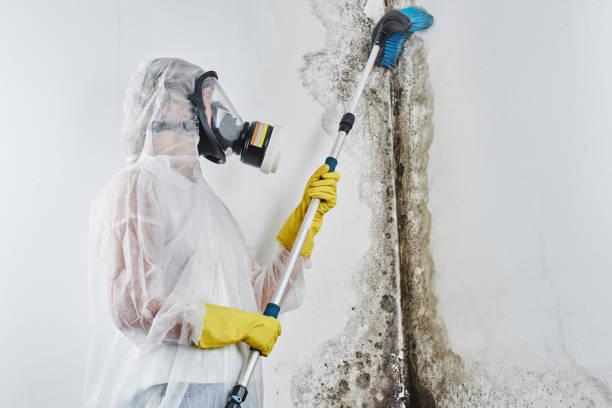 Office Mold Removal Services in Monticello, IL