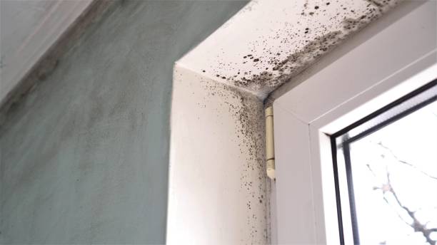 Best Mold Remediation  in Monticello, IL