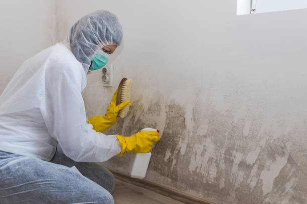 Best Office Mold Removal Services  in Monticello, IL