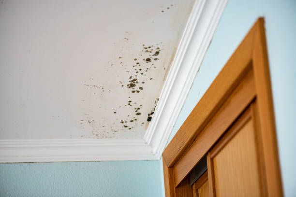 Best Mold Removal Process  in Monticello, IL