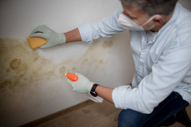 Best Mold Removal Company Near Me  in Monticello, IL