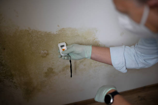 Monticello, IL Mold Removal Company