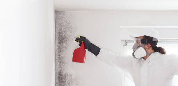 Best Affordable Mold Removal  in Monticello, IL
