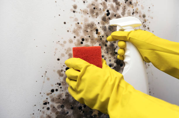 Best Emergency Mold Removal  in Monticello, IL