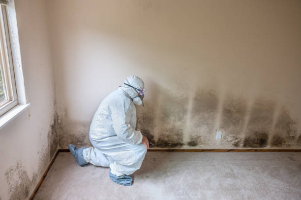 Best Certified Mold Removal  in Monticello, IL