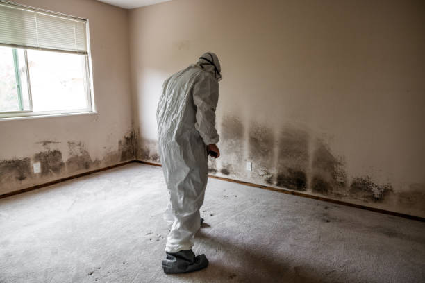 Best Fast Mold Removal  in Monticello, IL